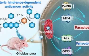 JACS：血脑屏障穿透性荧光抗癌制剂可引发副凋亡和铁死亡以用于胶质母细胞瘤治疗