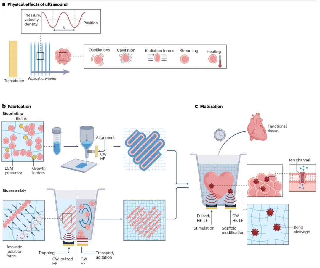 Nature Reviews Bioengineering：超声辅助组织工程