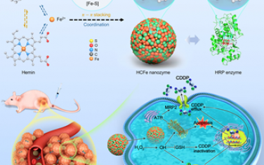 Nat. Commun：具有选择性类过氧化物酶活性的仿生硫-铁-血红素纳米酶用于增强肿瘤化疗