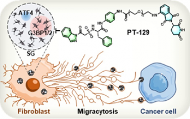 JACS：靶向G3BP1/2的PROTAC可破坏应激颗粒依赖性ATF4迁移性胞吐以实现癌症治疗