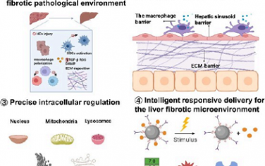 ACS Nano综述：利用纳米粒子药物递送系统增强肝纤维化治疗效果的递送策略