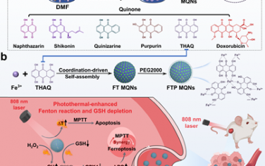 Angew：铁基金属-醌网络用于实现相互增强的温和光热治疗和铁死亡