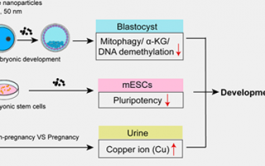 ACS Nano：氧化铜纳米颗粒可通过破坏线粒体自噬介导的代谢影响小鼠胚胎着床前发育