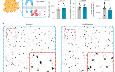 Nature Nanotechnology：利用胰岛素-DNA折纸纳米结构激活多价胰岛素受体