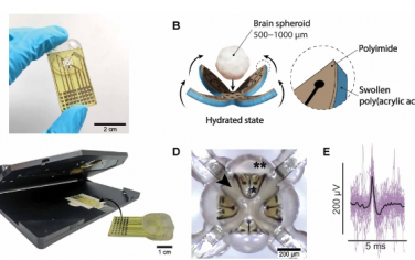 Sci. Adv.：e-Flower：用于脑球状体电生理学的水凝胶驱动 3D MEA