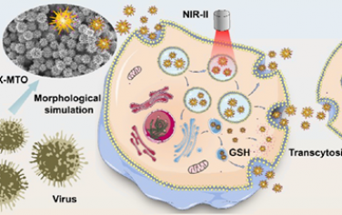 ACS Nano：形态介导的肿瘤深部穿透用于增强结直肠癌近红外二区光热-化学治疗