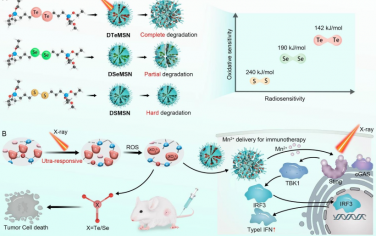 Angew：混合平台中同核硫族-硫族键的X射线响应性裂解用于增强肿瘤放化疗