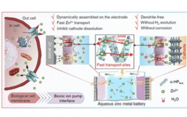 EES：面向高速稳定循环锌金属电池的动态组装仿生离子泵界面