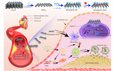 Nature Nanotechnology：应用抗氧化黑磷纳米片向病变巨噬细胞递送Resolvin D1以治疗动脉粥样硬化