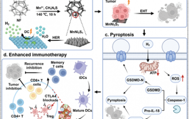 Adv. Mater：调节MnNi2S3纳米电极的电子结构以激活焦亡和实现电催化氢-免疫治疗