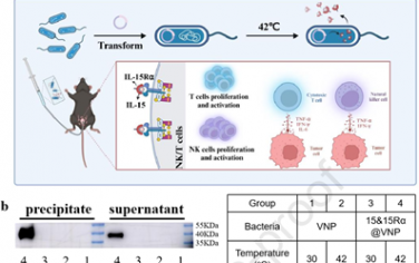 Biomaterials：表达IL-15和15Rα的工程化VNP20009可增强抗肿瘤免疫以用于膀胱癌治疗