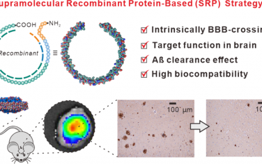 Nano Lett：利用超分子蛋白组装体缓解阿尔茨海默病模型小鼠的记忆缺陷
