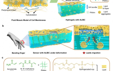 Nat Commun：仿生自适应脂质集成双层涂层可增强水凝胶基柔性传感器的动态保水性