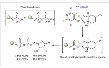 Nature Chemistry：核苷二磷酸和三磷酸硫代异山梨醇的立体控制获取