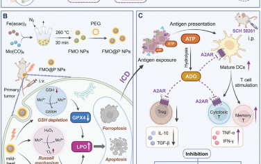 Adv. Mater：铁/钼基脂质过氧化纳米放大器联合腺苷免疫代谢调节用于增强抗乳腺癌免疫