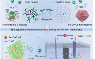 Adv Mater：生物启发构筑双原子Fe抗污渗透能转换膜