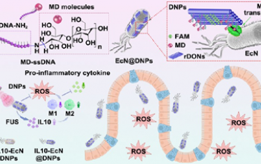 JACS：DNA纳米贴片特异性修饰的益生菌用于超声触发的炎症性肠病治疗