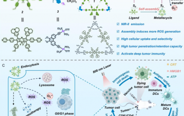 Angew：近红外光激活、靶向溶酶体的Pt(II)金属环可诱导免疫原性细胞死亡以增强对深部肿瘤的免疫治疗