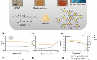 AFM：用于局部给药的弹性蛋白生物活性共析凝胶