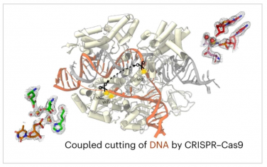 Nature Catalysis：耦合催化态和金属配位在Cas9中的作用