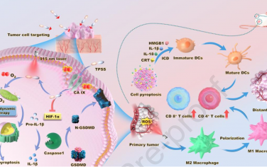 Biomaterials：双光子光敏剂可特异性靶向和诱导肿瘤焦亡以引发全身免疫增强抗肿瘤治疗