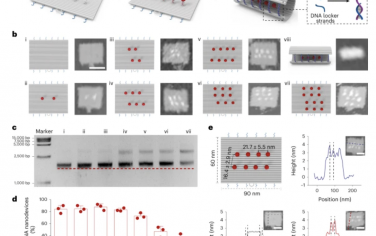 Nature Materials：一种用于精密溶栓的智能DNA纳米装置