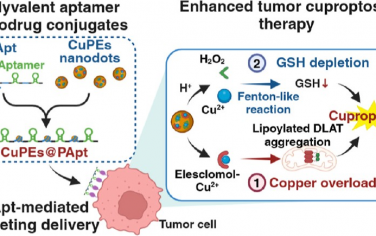JACS：多价适配体纳米药物偶联物可通过铜过载和谷胱甘肽消耗实现有效的肿瘤铜死亡治疗