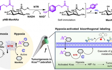 Angew：硝基还原酶激活的代谢报告探针可在肿瘤发生过程中共价标记病理性乏氧细胞
