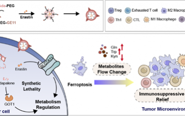 ACS Nano：代谢纳米调节剂可诱导铁死亡和改变代谢物流动以逆转免疫抑制肿瘤微环境