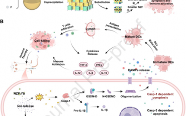 Biomaterials：具有可调离子释放功能的可生物降解纳米颗粒可增强焦亡以实现肿瘤免疫治疗