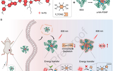 Biomaterials：牛血清白蛋白框架化的可激活型NIR AIE光敏剂用于实现肿瘤靶向治疗