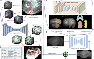 Nature Methods：D-LMBmap：用于神经回路全脑分析的全自动深度学习管道