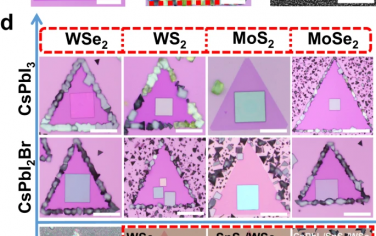 湖南大学Nature Commun：钙钛矿/2D半导体vdW异质结