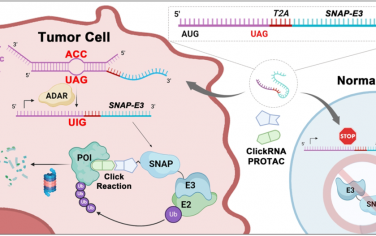 JACS：ClickRNA-PROTAC用于实现肿瘤选择性蛋白降解和癌症靶向治疗