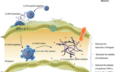 Adv. Mater：相分离纳米抗生素可通过精确靶向周质EcDsbA提高耐多药大肠杆菌脓毒症的生存率