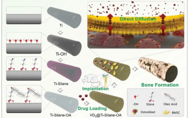 AFM：用于高效负载和直接跨膜递送脂溶性成骨药物的疏水涂层平台用于增强钛植入物的骨整合