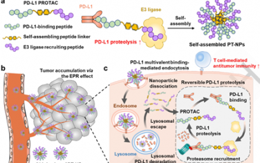 Angew：自组装肽衍生的蛋白水解靶向嵌合体纳米颗粒用于实现靶向肿瘤的持久PD-L1降解免疫治疗