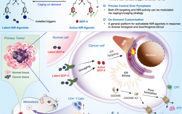 Angew：智能免疫NIR激动剂的通用平台用于实现精准癌症治疗