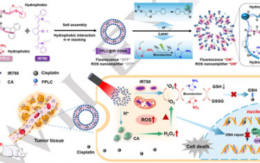 Angew：氧化应激纳米放大器用于提高顺铂治疗头颈癌的疗效