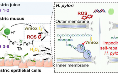 Nano Lett：抗生素强化的化学动力学疗法可在动态胃环境中治疗幽门螺杆菌感染