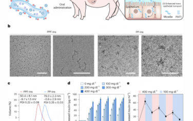 Nature Nanotechnology：一种口服葡萄糖反应性聚合物复合物用于在小鼠和猪体内高效安全地输送胰岛素