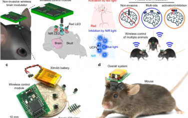 Nature Communications：跨颅光遗传脑调制器用于多脑区的精确双模态神经调控