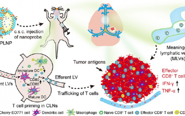 ACS Nano：靶向调节脑膜淋巴逆行通路以实现乳腺癌脑转移免疫治疗