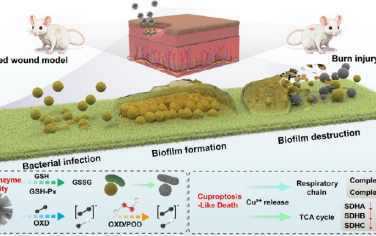 ACS Nano：具有多种酶活性的CuCo2O4纳米花可通过诱导类铜死亡型死亡治疗细菌感染创面