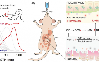 Adv. Mater.：生物医学光学窗口定制菁染料用于可控炎症性肠病治疗诊断