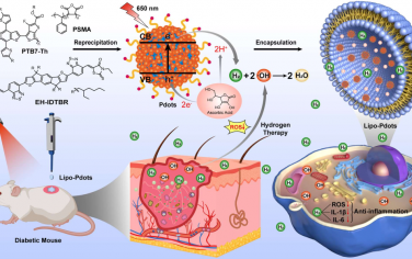 Angew：深红光可驱动异质结聚合物点析氢以促进糖尿病伤口愈合