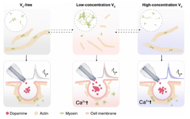 JACS：单细胞电化学研究维生素C调控肌动蛋白再转运相变的机理