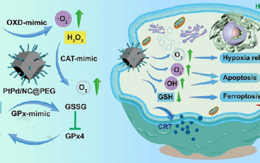 ACS Nano：双金属PtPd原子团簇可作为凋亡/铁死亡诱导剂以通过多相催化过程实现抗肿瘤治疗