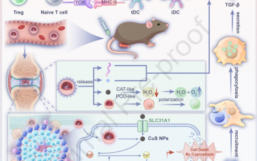 Biomaterials：工程M2巨噬细胞源性外泌体可调节活化的T细胞铜死亡以促进类风湿关节炎的免疫耐受