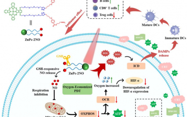 Angew：释放一氧化氮的光敏剂可通过节氧光动力疗法诱导癌细胞免疫原性死亡